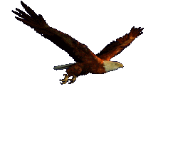 Flying Eagle